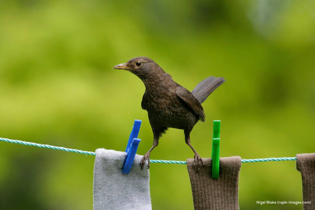 RSPB – giving nature a home