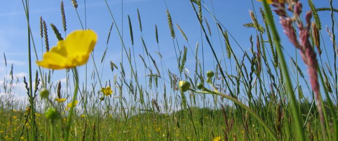 Lancashire Wildlife Trust